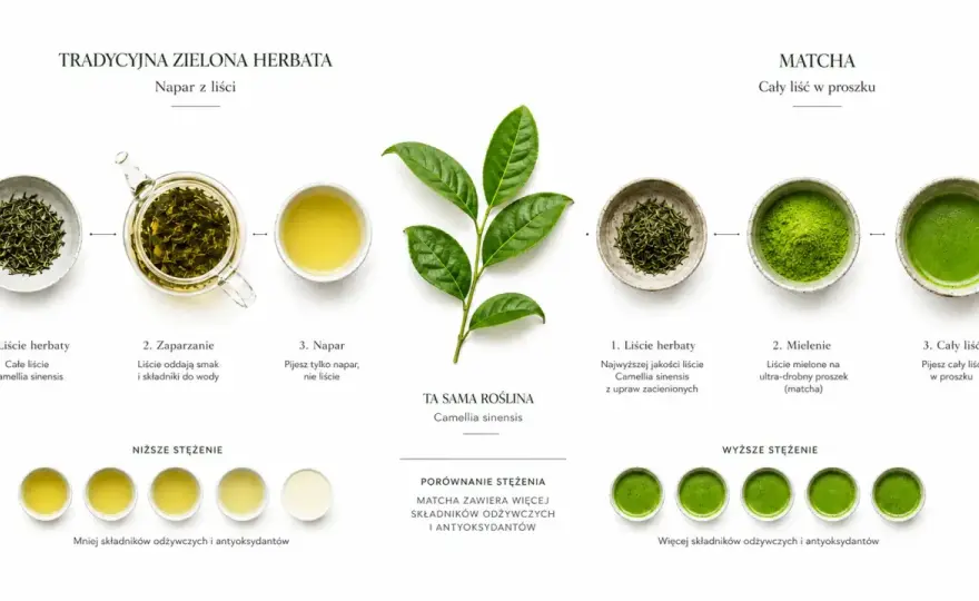 Czy matcha jest zdrowa? Co daje i ile można jej pić